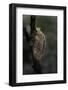 Mantis Religiosa (Praying Mantis) - Ootheca-Paul Starosta-Framed Photographic Print