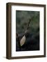 Mantis Religiosa (Praying Mantis) - Recently Laid Ootheca-Paul Starosta-Framed Photographic Print