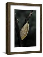 Mantis Religiosa (Praying Mantis) - Recently Laid Ootheca-Paul Starosta-Framed Photographic Print