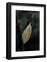 Mantis Religiosa (Praying Mantis) - Recently Laid Ootheca-Paul Starosta-Framed Photographic Print