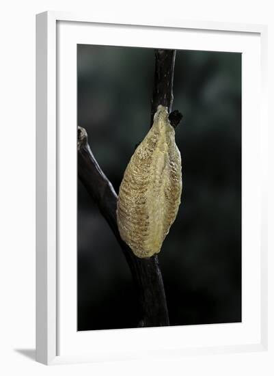 Mantis Religiosa (Praying Mantis) - Recently Laid Ootheca-Paul Starosta-Framed Photographic Print