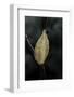 Mantis Religiosa (Praying Mantis) - Recently Laid Ootheca-Paul Starosta-Framed Photographic Print