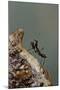 Mantis Religiosa (Praying Mantis) - Very Young Larva on its Egg Case-Paul Starosta-Mounted Photographic Print