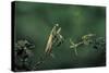 Mantis Religiosa (Praying Mantis) - Watching its Prey-Paul Starosta-Stretched Canvas