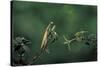 Mantis Religiosa (Praying Mantis) - Watching its Prey-Paul Starosta-Stretched Canvas