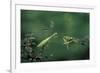 Mantis Religiosa (Praying Mantis) - Watching its Prey-Paul Starosta-Framed Photographic Print