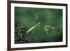 Mantis Religiosa (Praying Mantis) - Watching its Prey-Paul Starosta-Framed Photographic Print