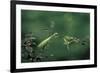 Mantis Religiosa (Praying Mantis) - Watching its Prey-Paul Starosta-Framed Photographic Print