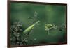 Mantis Religiosa (Praying Mantis) - Watching its Prey-Paul Starosta-Framed Photographic Print