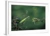 Mantis Religiosa (Praying Mantis) - Watching its Prey-Paul Starosta-Framed Photographic Print