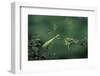 Mantis Religiosa (Praying Mantis) - Watching its Prey-Paul Starosta-Framed Photographic Print