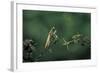 Mantis Religiosa (Praying Mantis) - Watching its Prey-Paul Starosta-Framed Photographic Print