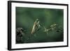 Mantis Religiosa (Praying Mantis) - Watching its Prey-Paul Starosta-Framed Photographic Print