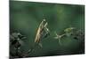 Mantis Religiosa (Praying Mantis) - Watching its Prey-Paul Starosta-Mounted Photographic Print