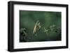 Mantis Religiosa (Praying Mantis) - Watching its Prey-Paul Starosta-Framed Photographic Print