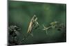 Mantis Religiosa (Praying Mantis) - Watching its Prey-Paul Starosta-Mounted Photographic Print