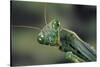 Mantis Religiosa (Praying Mantis) --Paul Starosta-Stretched Canvas