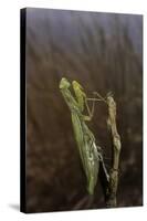 Mantis Religiosa (Praying Mantis)-Paul Starosta-Stretched Canvas