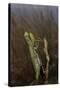 Mantis Religiosa (Praying Mantis)-Paul Starosta-Stretched Canvas