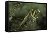 Mantis Religiosa (Praying Mantis)-Paul Starosta-Framed Stretched Canvas