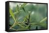 Mantis Religiosa (Praying Mantis)-Paul Starosta-Framed Stretched Canvas