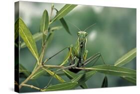 Mantis Religiosa (Praying Mantis)-Paul Starosta-Stretched Canvas