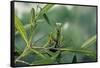 Mantis Religiosa (Praying Mantis)-Paul Starosta-Framed Stretched Canvas