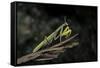 Mantis Religiosa (Praying Mantis)-Paul Starosta-Framed Stretched Canvas