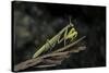 Mantis Religiosa (Praying Mantis)-Paul Starosta-Stretched Canvas