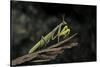 Mantis Religiosa (Praying Mantis)-Paul Starosta-Stretched Canvas