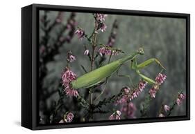 Mantis Religiosa (Praying Mantis)-Paul Starosta-Framed Stretched Canvas