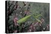 Mantis Religiosa (Praying Mantis)-Paul Starosta-Stretched Canvas