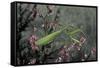 Mantis Religiosa (Praying Mantis)-Paul Starosta-Framed Stretched Canvas