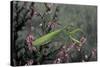 Mantis Religiosa (Praying Mantis)-Paul Starosta-Stretched Canvas