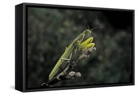 Mantis Religiosa (Praying Mantis)-Paul Starosta-Framed Stretched Canvas