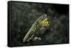 Mantis Religiosa (Praying Mantis)-Paul Starosta-Framed Stretched Canvas