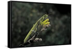 Mantis Religiosa (Praying Mantis)-Paul Starosta-Framed Stretched Canvas