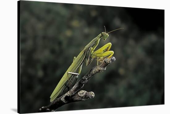 Mantis Religiosa (Praying Mantis)-Paul Starosta-Stretched Canvas