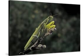 Mantis Religiosa (Praying Mantis)-Paul Starosta-Stretched Canvas