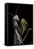 Mantis Religiosa (Praying Mantis) --Paul Starosta-Framed Stretched Canvas