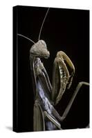 Mantis Religiosa (Praying Mantis) --Paul Starosta-Stretched Canvas