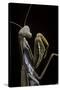 Mantis Religiosa (Praying Mantis) --Paul Starosta-Stretched Canvas