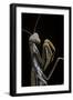Mantis Religiosa (Praying Mantis) --Paul Starosta-Framed Premium Photographic Print