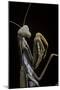 Mantis Religiosa (Praying Mantis) --Paul Starosta-Mounted Premium Photographic Print