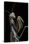 Mantis Religiosa (Praying Mantis) --Paul Starosta-Stretched Canvas