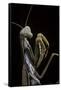 Mantis Religiosa (Praying Mantis) --Paul Starosta-Framed Stretched Canvas