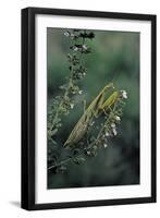 Mantis Religiosa (Praying Mantis)-Paul Starosta-Framed Premium Photographic Print