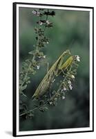 Mantis Religiosa (Praying Mantis)-Paul Starosta-Framed Premium Photographic Print