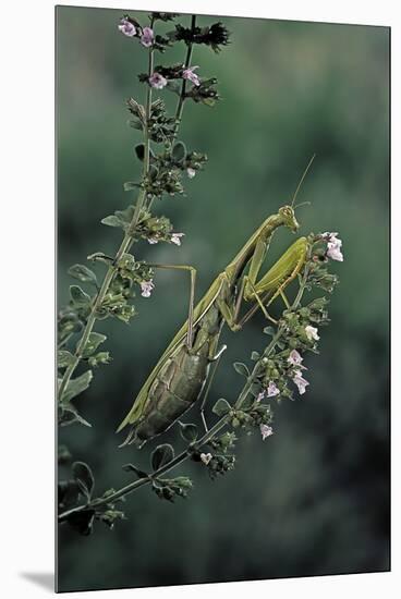 Mantis Religiosa (Praying Mantis)-Paul Starosta-Mounted Premium Photographic Print