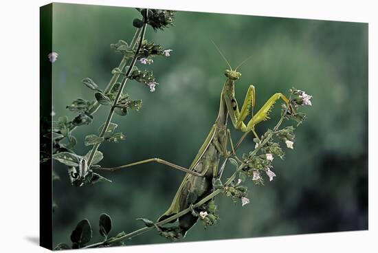 Mantis Religiosa (Praying Mantis)-Paul Starosta-Stretched Canvas